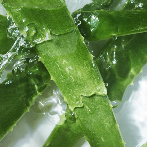 Aloe Barbadensis Leaf Juice*