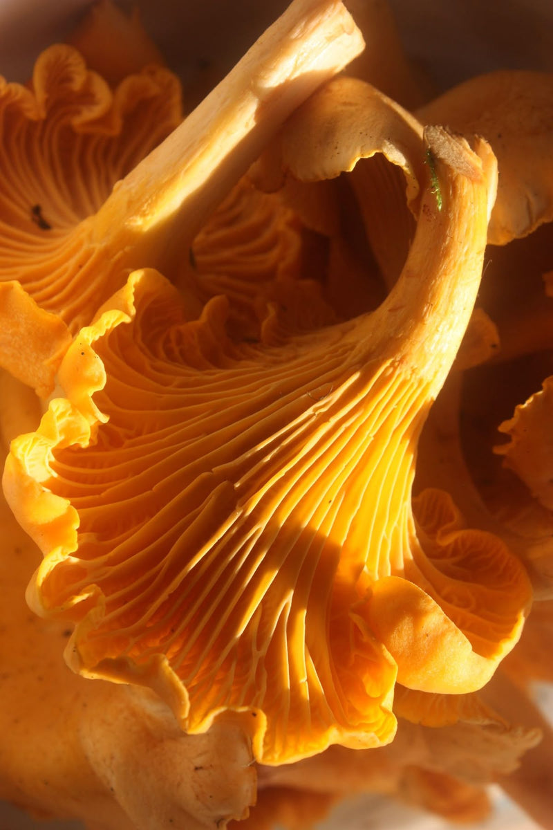 Chanterelle Extract*