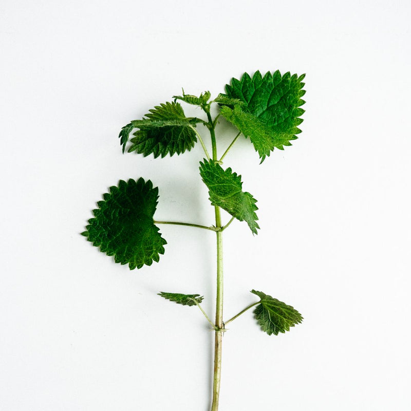 Nettle Leaf Extract*