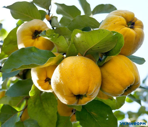 Quince Fruit Extract*
