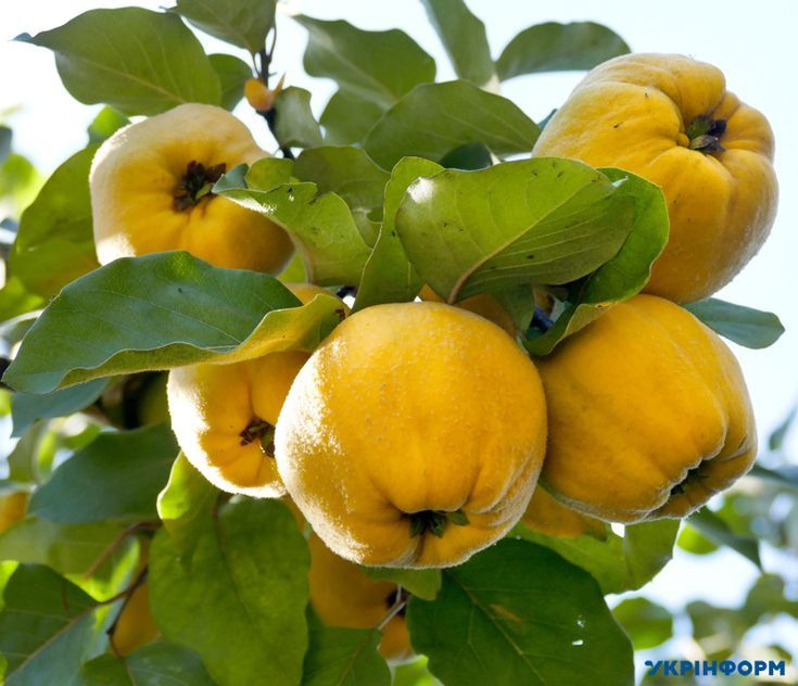 Quince Fruit Extract*
