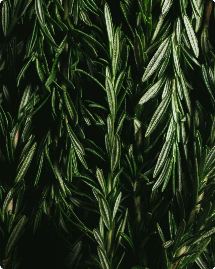 Rosemary Leaf Oil*
